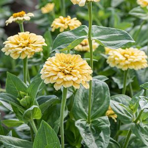 ZINNIA A FIOR DI DAHLIA GIALLO CREMA NR.100 SEMI