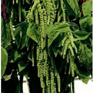 AMARANTO CODA DI VOLPE VERDE GR.25