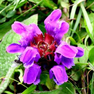 PRUNELLA VULGARIS BLU NR.50 SEMI