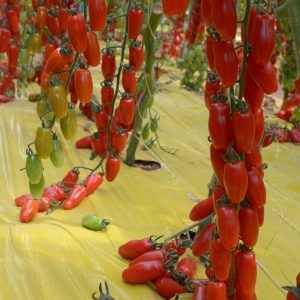 POMODORO PEPPEDI NR.1000 SEMI