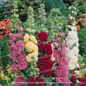 ALCEA DOPPIA MISCUGLIO NR.30 SEMI