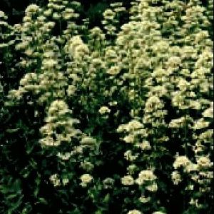 CENTRATHUS RUBER BIANCO NR.200 SEMI