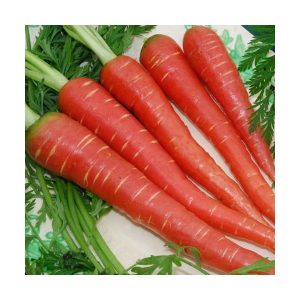 CAROTA ROSSA NR.200 SEMI