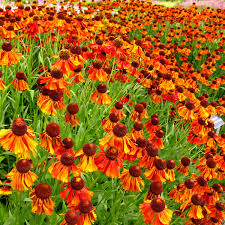 HELENIUM D'AUTUNNO NR.100 SEMI