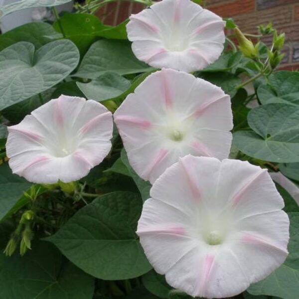 IPOMEA PURPUREA STELLATA ROSA NR.50