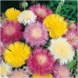 FIORDALISO IMPERIALE MISCUGLIO NR.200 SEMI
