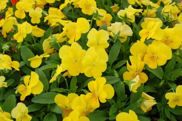 VIOLA CORNUTA PERFECTION YELLOW 100 SEMI