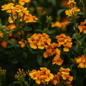 TAGETES LUCIDA ORANGE NR.100 SEMI