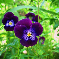 VIOLA CORNUTA KING HENRY 100 SEMI