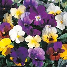 VIOLA CORNUTA SCOTCH MIX 100 SEMI
