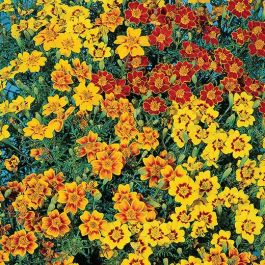 TAGETES TENUIFLORA STARFIRE MISCUGLIO NR.100 SEMI