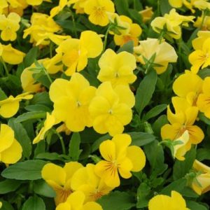 VIOLA YELLOW PERFECTION 1000 SEMI +/- GR 1