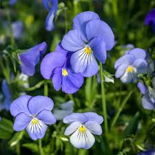 VIOLA CORNUTA PERFECTION BLU 100 SEMI