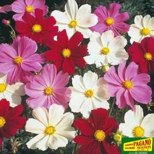 COSMEA VERSAILLES MISCUGLIO GR.5