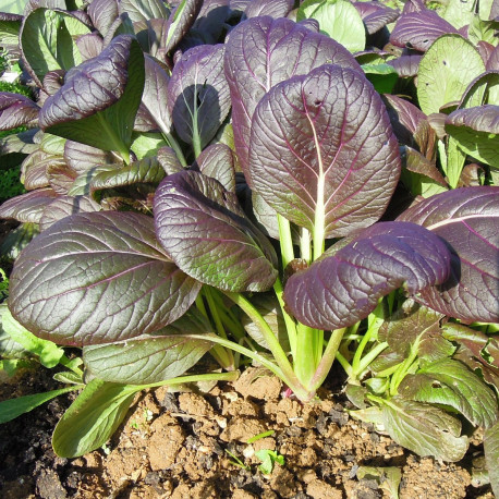 CAVOLO CINESE PAK CHOI ROSSO NR.300 SEMI