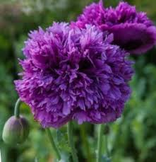 A-7 PAPAVERO A FIOR DI PEONIA PORPORA NR.50 SEMI