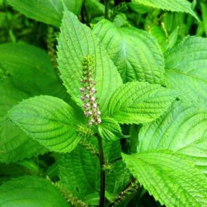 PERILLA FRUTESCENS VERDE SHISO 500 SEMI