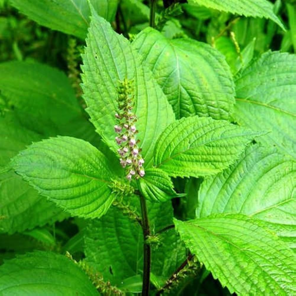 PERILLA FRUTESCENS VERDE SHISO 500 SEMI